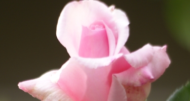 ボイスサンプル